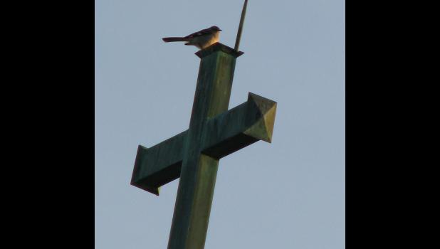 April 13: A bird, way up high, atop a church steeple, caught my eye, and was kind enough to stay long enough for a picture.
