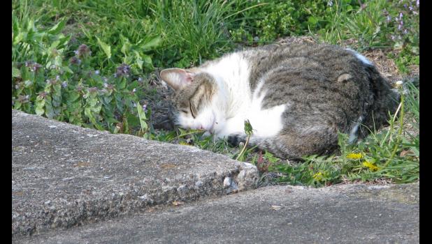 April 8: Kitty was taking a nap and didn't even notice when the picture was taken.