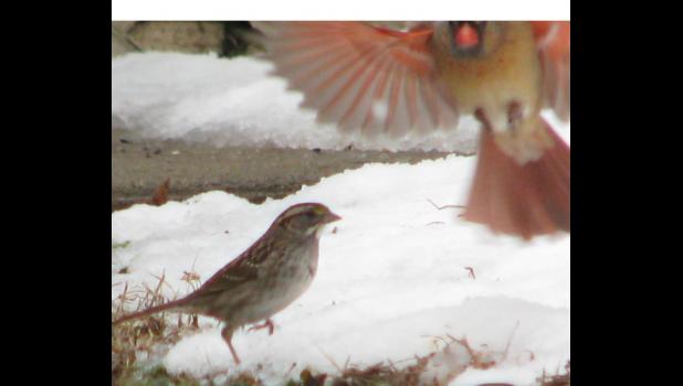 February 16: A cardinal (not Fredbird) comes in for a landing.