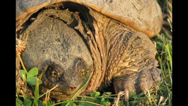 June 22: A face that only a mother could love...this snapping turtle was discovered in a rather unexpected place, and was kind enough to pose for a whole bunch of pictures.