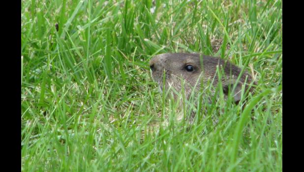 June 22: A woodchuck, AKA a groundhog, peeked through some grass, and then disappeared.